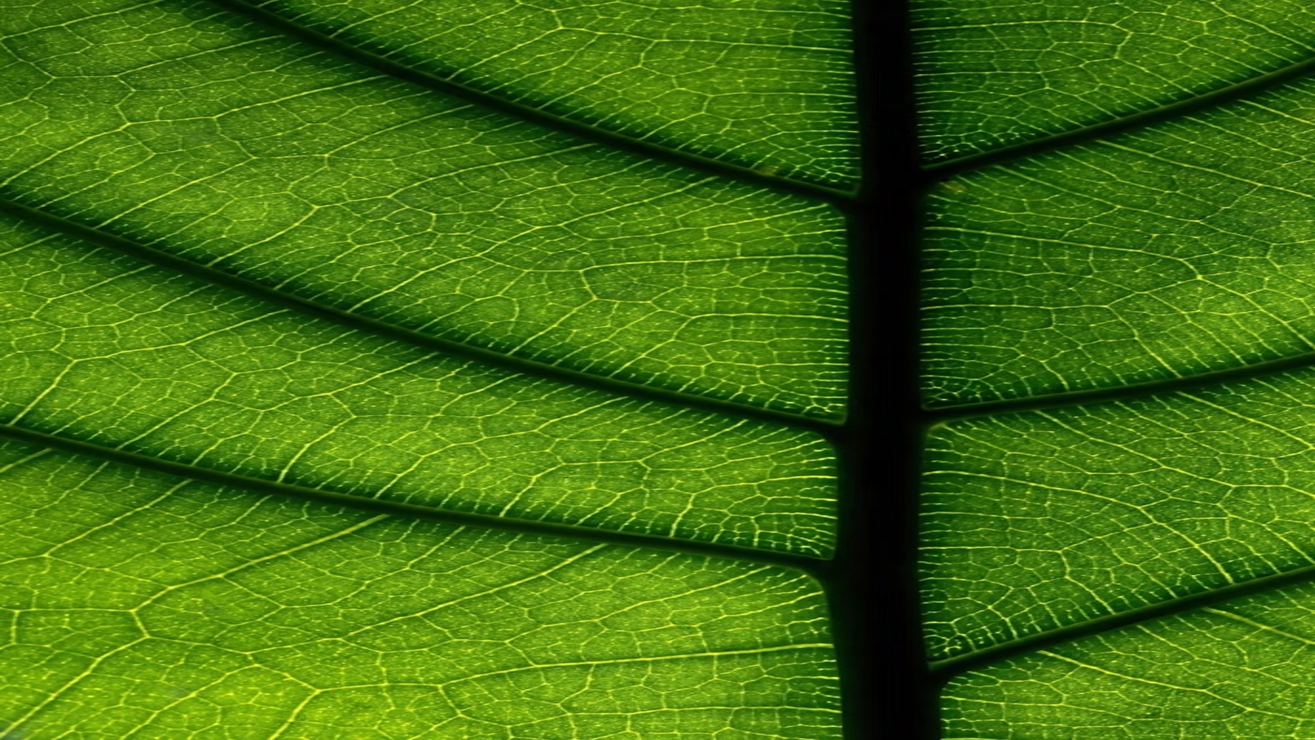 フィカス・ウンベラータ